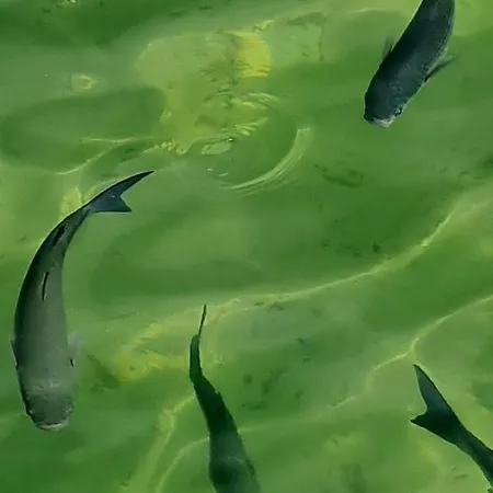 Appartement Rurales El Bosque De Vinas *