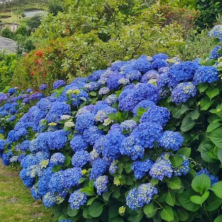 Apartment Rurales El Bosque De Vinas