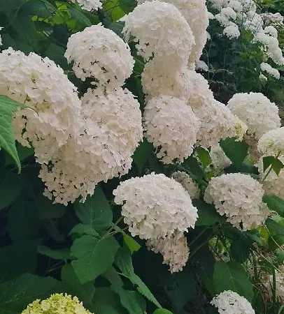 Rurales El Bosque De Vinas Appartement *