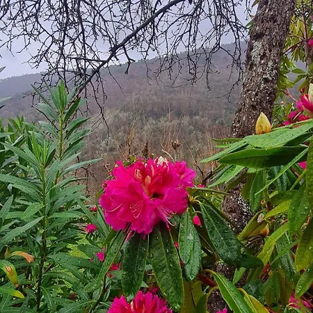 Apartament Rurales El Bosque De Vinas *