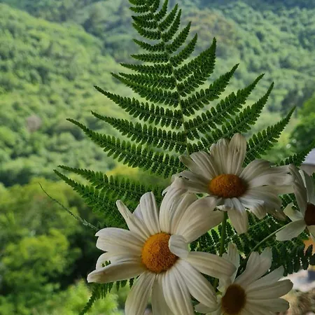 Rurales El Bosque De Vinas